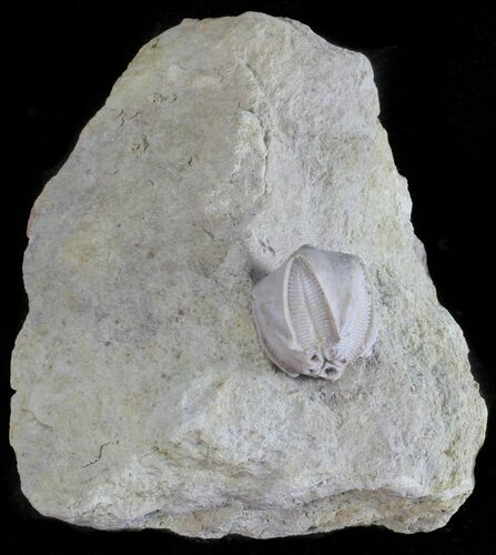 Blastoid (Pentremites) Fossil - Illinois #60121